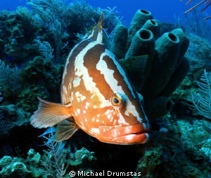 Nassau Grouper ..curious..f8, 1/125sec, iso200, 18mm foca... by Michael Drumstas 